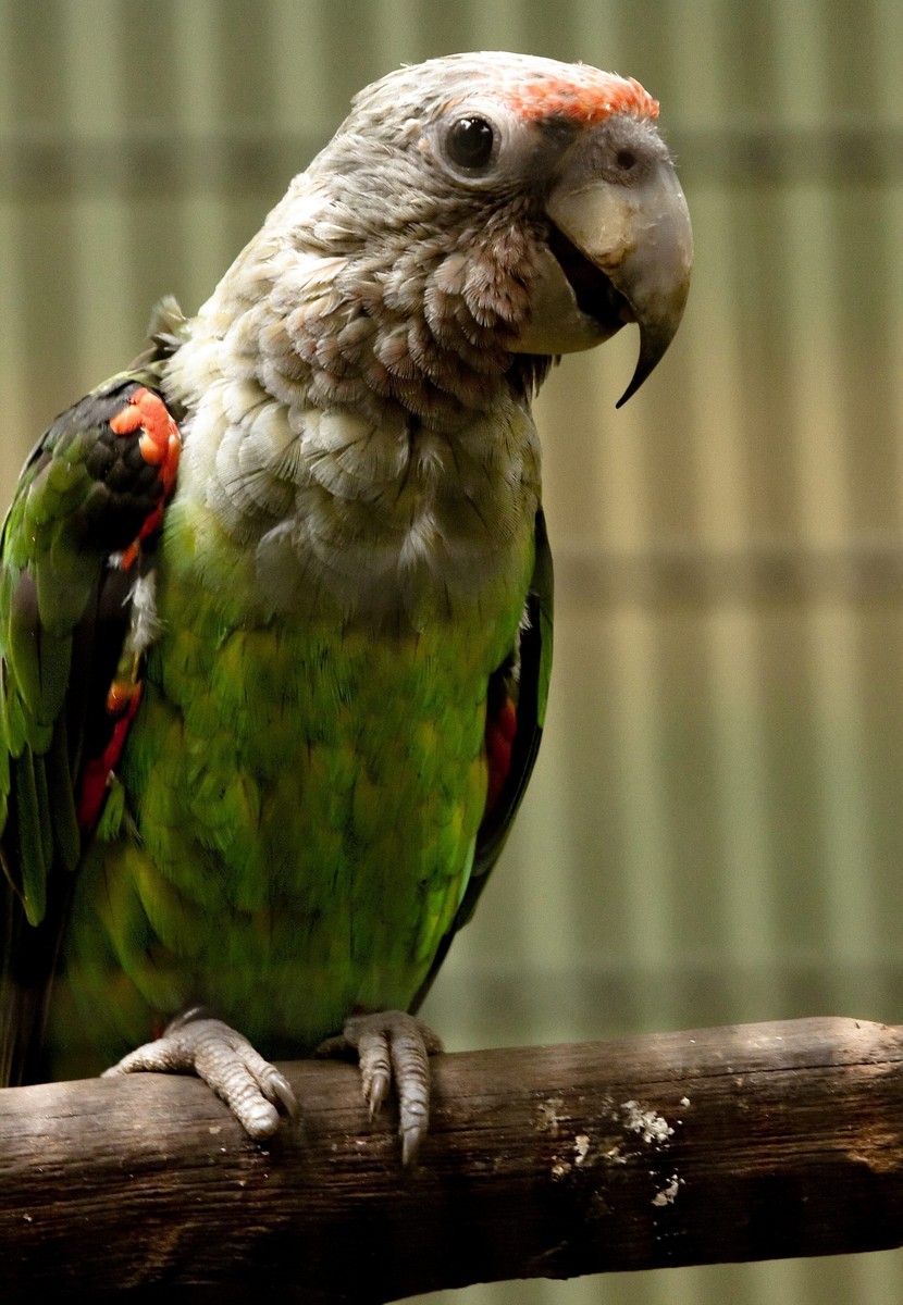 Papagáj kapský - Poicephalus robustus